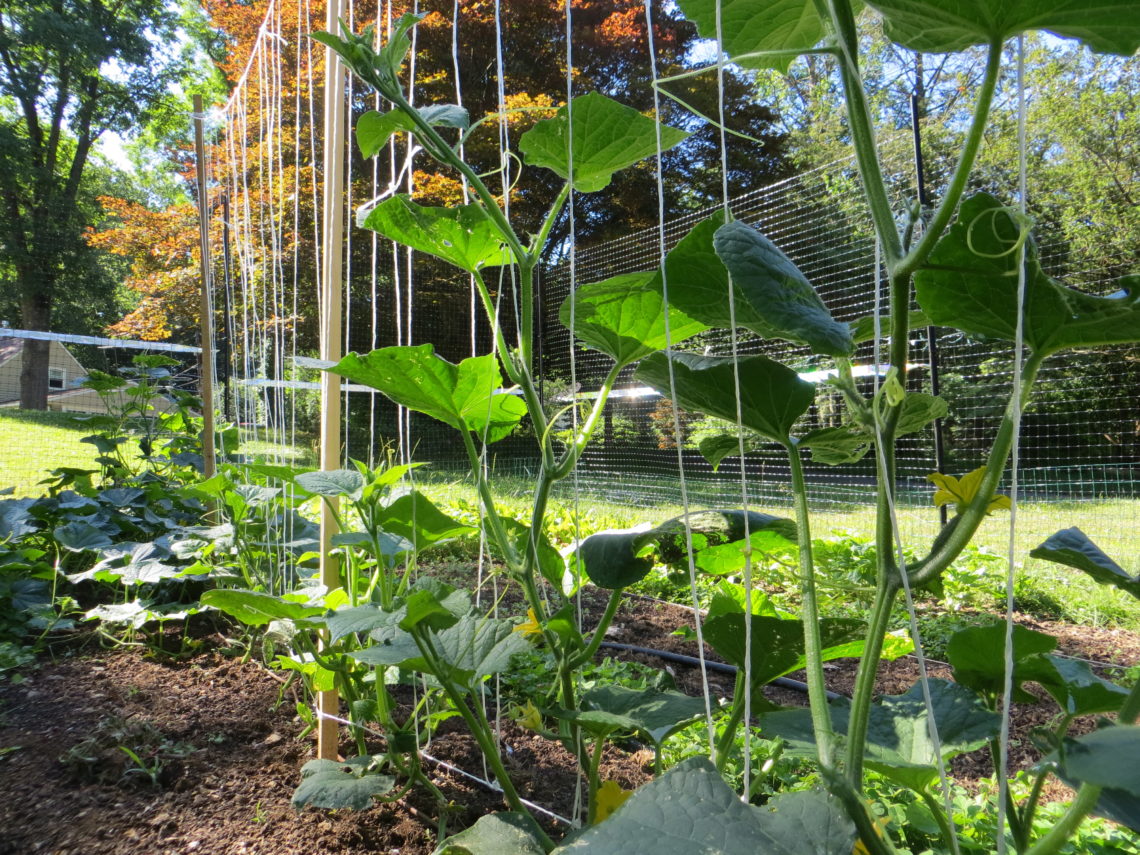 Vertical gardening, simply – Two Feet in the Dirt